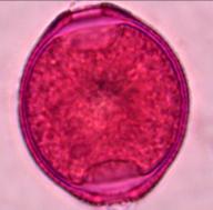 linarioides